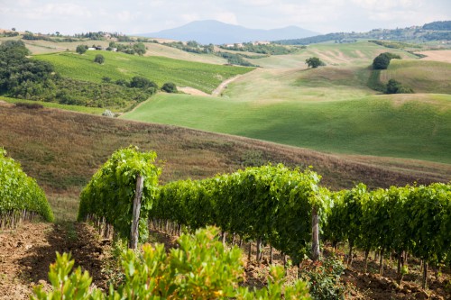 vineyards-over-hills