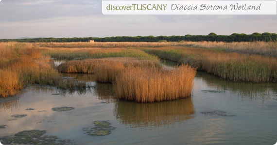 discover maremma nature reserve diaccia botrona
