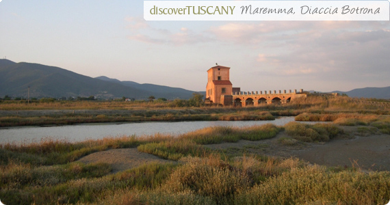 diaccia botrona in maremma