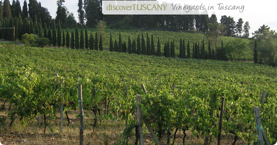 discover tuscany vineyards