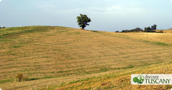 Maremma Hills Landscape