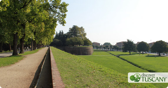 visti lucca walls