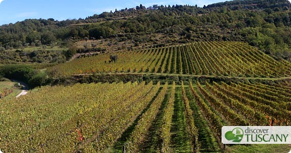 vineyards-dicomano.jpg