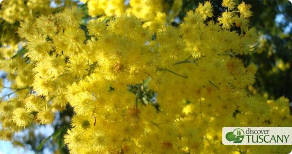 Festa della Donna l'8 marzo