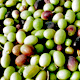 Discover Tuscany's extra virgin olive oil