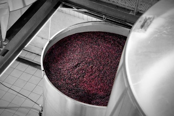 Tuscan vino novello fermentation process