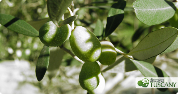 olives in tuscany