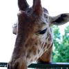 giraffa01