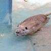 nutria01