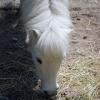 pony02