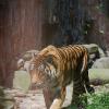 tigre03